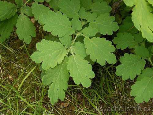 Так, широко распространено лечение язвы желудка препаратами на основе меда